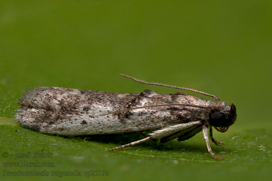 Pseudacrobasis tergestella