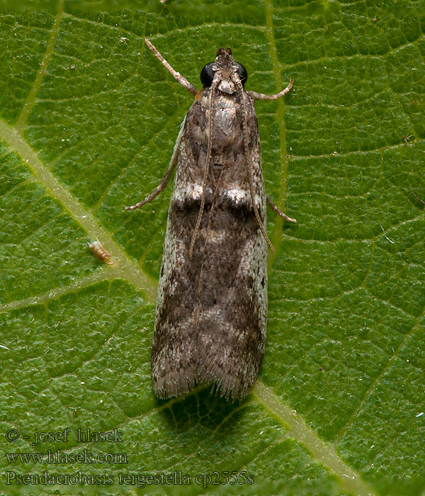 Pseudacrobasis tergestella