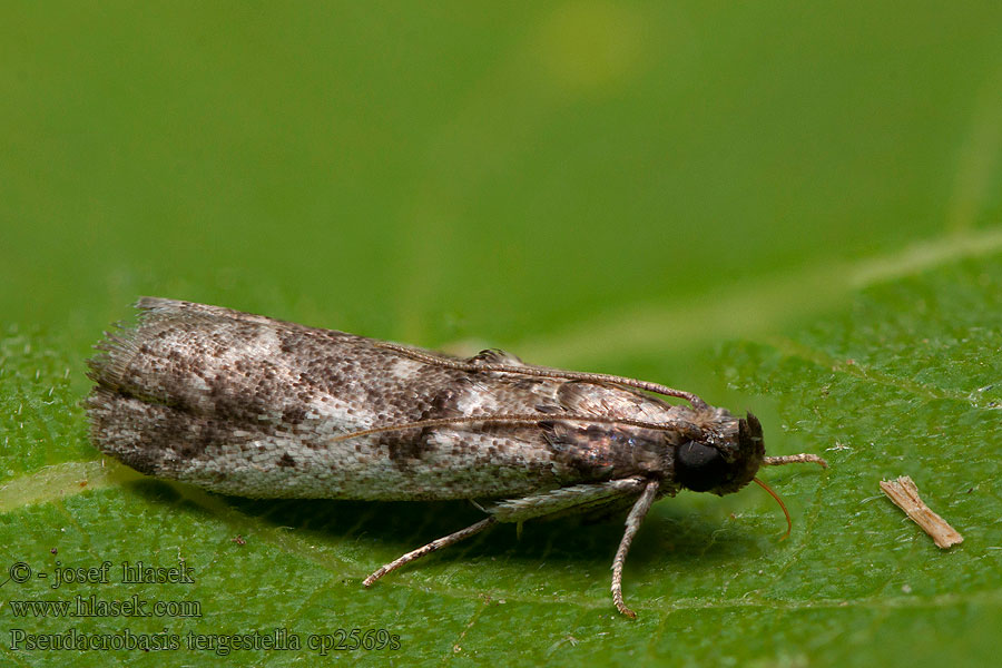 Pseudacrobasis tergestella