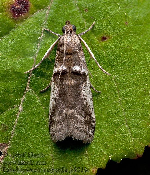 Pseudacrobasis tergestella