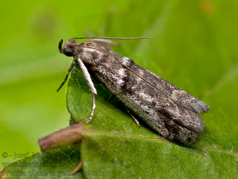 Pseudacrobasis tergestella