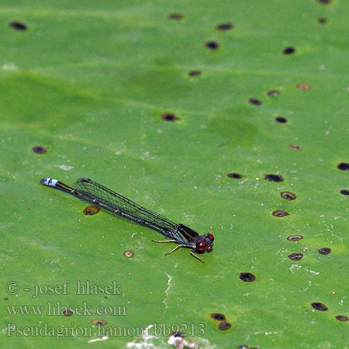 Pseudagrion hamoni whellani Hamon's Sprite