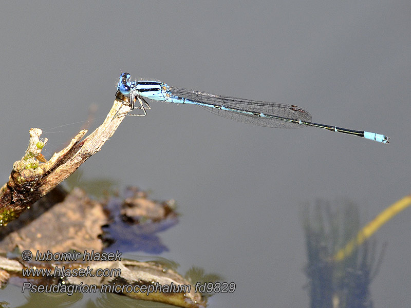 Pseudagrion microcephalum Blue riverdamsel