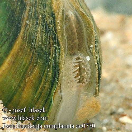 Pseudanodonta complanata ae0730 UK: Depressed River Mussel FI: Litteäjärvisimpukka NL: Platte zwanemossel HU: lapos tavikagyló DE: Abgeplattete Teichmuschel PL: Szczeżuja spłaszczona SK: škľabka ploská CZ: škeble plochá SE: Flat dammussla RU: Вузкая бяззубка Узкая беззубка