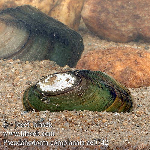 Pseudanodonta complanata ae0742 UK: Depressed River Mussel FI: Litteäjärvisimpukka NL: Platte zwanemossel HU: lapos tavikagyló DE: Abgeplattete Teichmuschel PL: Szczeżuja spłaszczona SK: škľabka ploská CZ: škeble plochá SE: Flat dammussla RU: Вузкая бяззубка Узкая беззубка