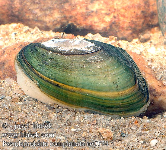 Pseudanodonta complanata ae0774 UK: Depressed River Mussel FI: Litteäjärvisimpukka NL: Platte zwanemossel HU: lapos tavikagyló DE: Abgeplattete Teichmuschel PL: Szczeżuja spłaszczona SK: škľabka ploská CZ: škeble plochá SE: Flat dammussla RU: Вузкая бяззубка Узкая беззубка