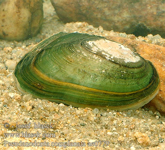 Pseudanodonta complanata ae0779 UK: Depressed River Mussel FI: Litteäjärvisimpukka NL: Platte zwanemossel HU: lapos tavikagyló DE: Abgeplattete Teichmuschel PL: Szczeżuja spłaszczona SK: škľabka ploská CZ: škeble plochá SE: Flat dammussla RU: Вузкая бяззубка Узкая беззубка