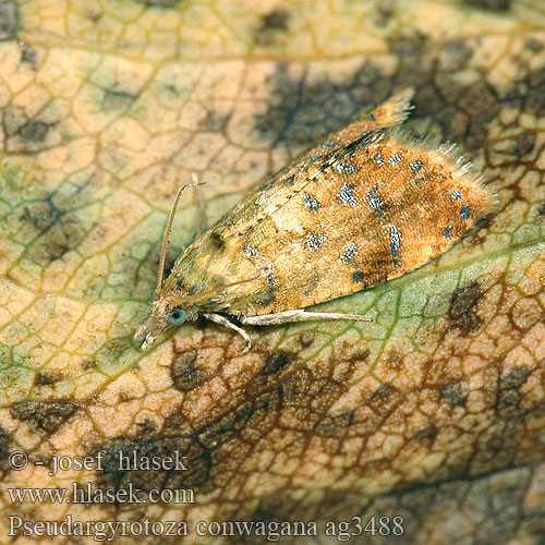 Pseudargyrotoza conwagana Yellow-spot Tortrix