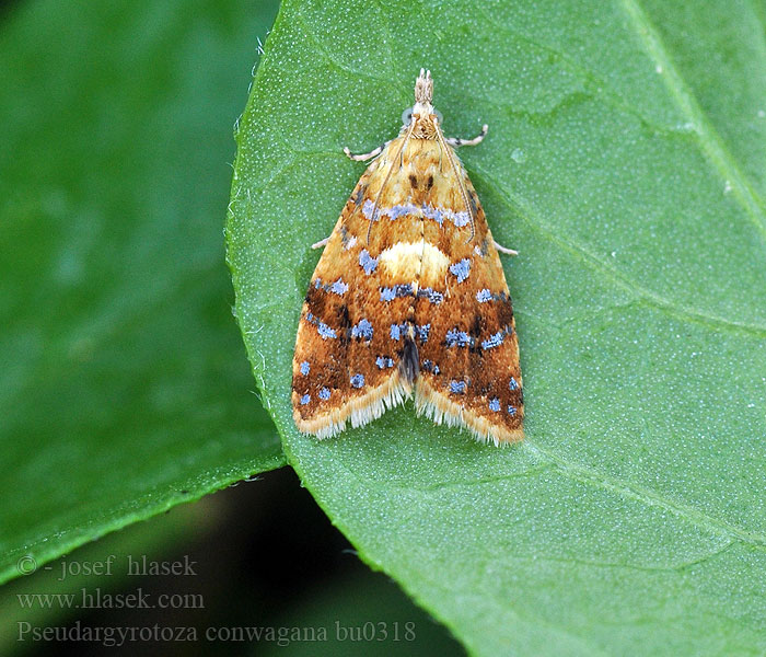 Yellow-spot Tortrix Pseudargyrotoza conwagana