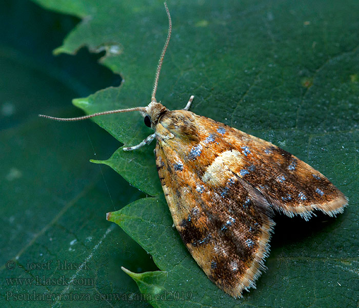 Yellow-spot Tortrix Pseudargyrotoza conwagana