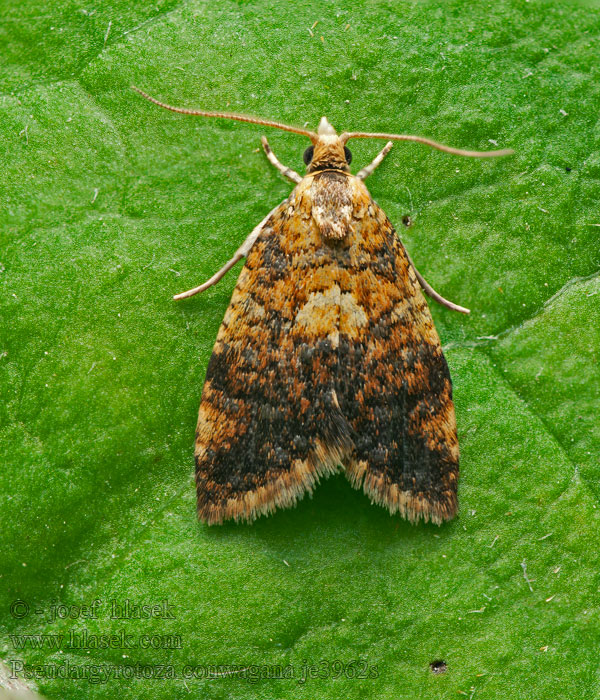 Yellow-spot Tortrix Obaľovač vtáčízobový Pseudargyrotoza conwagan
