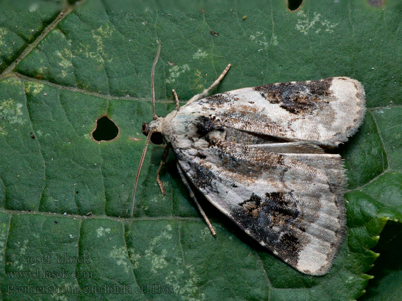 Světlopáska bělavá Pseudeustrotia candidula