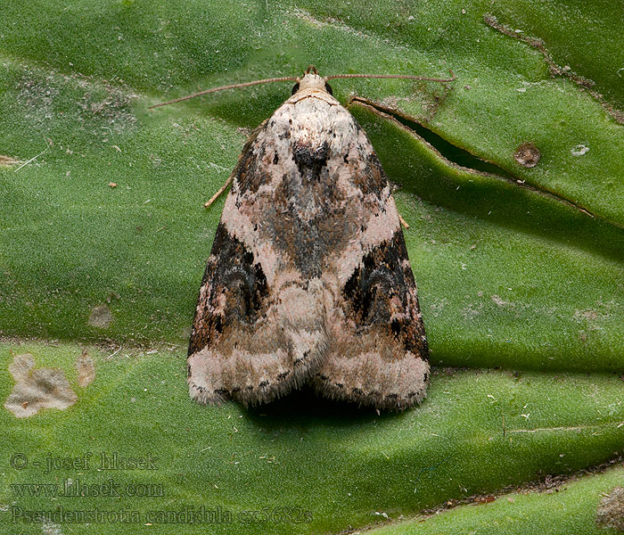 Dreieck-Grasmotteneulchen Pseudeustrotia candidula