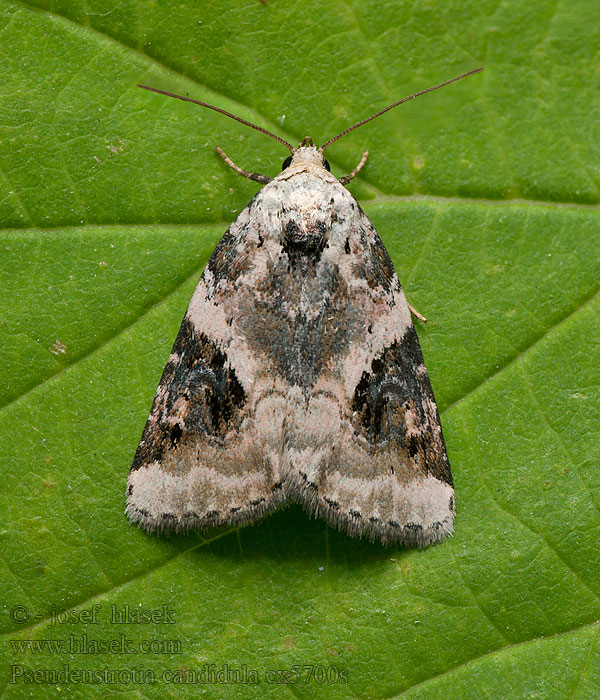 Shining Marbled Morička jasnobiela Pseudeustrotia candidula