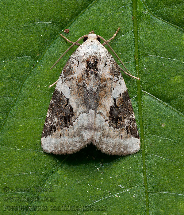 Glanzende marmeruil Fehéres apróbagoly Pseudeustrotia candidula