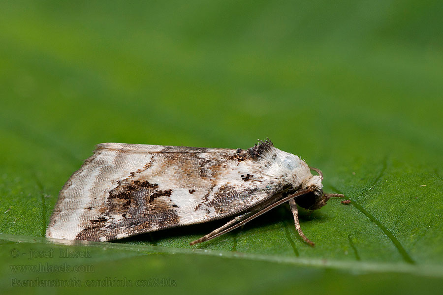 Rusokiiltoyökkönen Svartfläckat glansfly Snerle-charmeugle Pseudeustrotia candidula