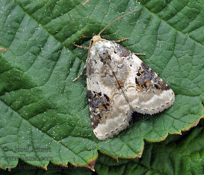 Pseudeustrotia candidula Dreieck-Grasmotteneulchen Shining Marbled