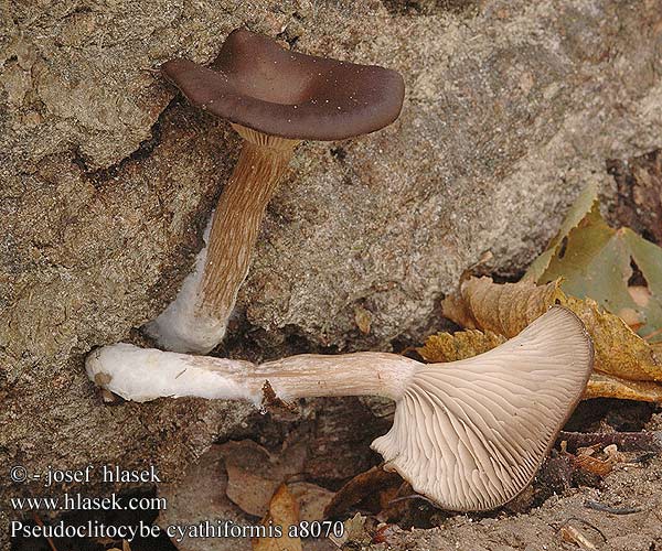 Pseudoclitocybe cyathiformis a8070