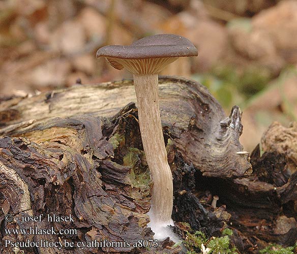 Pseudoclitocybe cyathiformis UK: Goblet DK: Almindelig bagertragthat FI: valemalikka FR: Psathyrelle hydrophile NL: Bruine schijntrechterzwam HU: Kávébarna áltölcsérgomba DE: Kaffeebrauner Gabeltrichterling SK: Strmulica čiašková CZ: Strmělka číškovitá SE: Kaffebrun trattskivling SYN: Cantharellula Clitocybe Omphalia NO: kaffebrun traktsopp