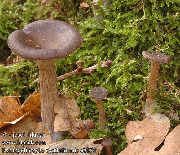 Pseudoclitocybe cyathiformis UK: Goblet DK: Almindelig bagertragthat FI: valemalikka FR: Psathyrelle hydrophile NL: Bruine schijntrechterzwam HU: Kávébarna áltölcsérgomba DE: Kaffeebrauner Gabeltrichterling SK: Strmulica čiašková CZ: Strmělka číškovitá SE: Kaffebrun trattskivling SYN: Cantharellula Clitocybe Omphalia NO: kaffebrun traktsopp