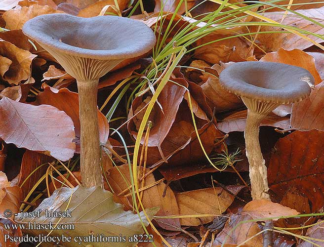 Pseudoclitocybe cyathiformis a8222