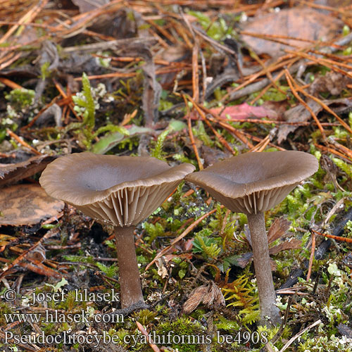 Pseudoclitocybe cyathiformis be4908