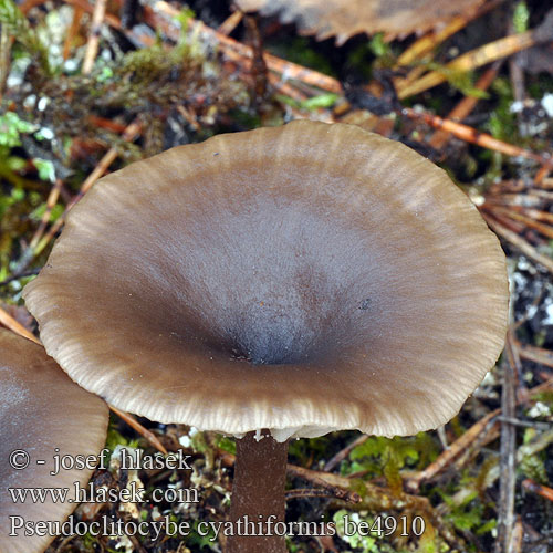 Lejkownik kubkowatokapeluszowy kupełkowatokapeluszowy Lejóweczka miskowata Pseudoclitocybe cyathiformis Cantharellula Clitocybe Omphalia Goblet Almindelig bægertragthat valemalikka Psathyrelle hydrophile Bruine schijntrechterzwam Kávébarna áltölcsérgomba Kaffeebrauner Gabeltrichterling Strmulica čiašková Strmělka číškovitá Kaffebrun trattskivling kaffebrun traktsopp Говорушка бокаловидная クロサカズキシメジ属