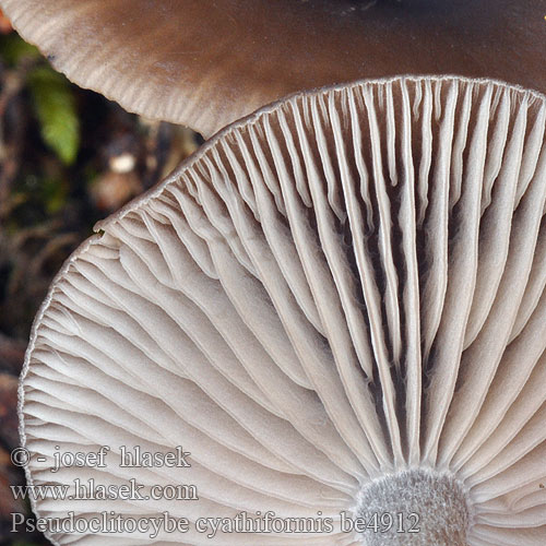 Pseudoclitocybe cyathiformis Cantharellula Clitocybe Omphalia Goblet Almindelig bægertragthat valemalikka Psathyrelle hydrophile Bruine schijntrechterzwam Kávébarna áltölcsérgomba Kaffeebrauner Gabeltrichterling Strmulica čiašková Strmělka číškovitá Kaffebrun trattskivling kaffebrun traktsopp Говорушка бокаловидная クロサカズキシメジ属 Lejkownik kubkowatokapeluszowy kupełkowatokapeluszowy Lejóweczka miskowata