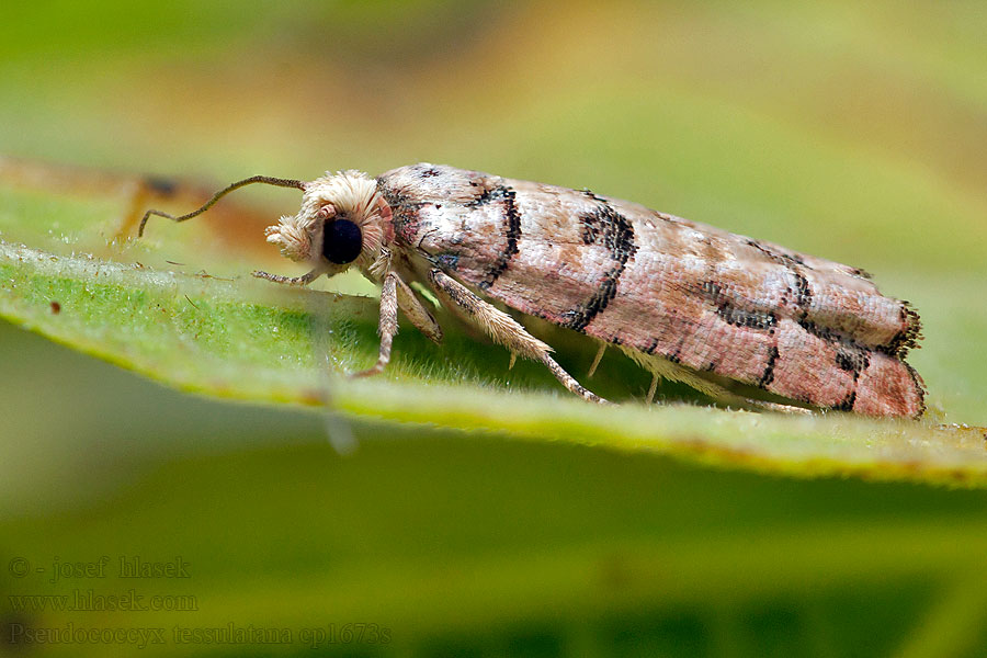 Pseudococcyx tessulatana Blastesthia Retinia