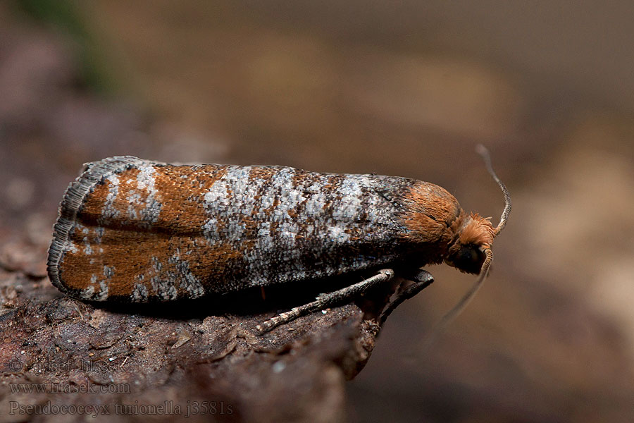 Pseudococcyx turionella Blastesthia Obaleč borový Kiefernknospenwickler