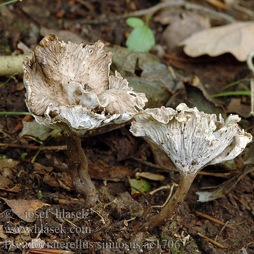 Pseudocraterellus sinuosus Cantharellus undulatus crispus