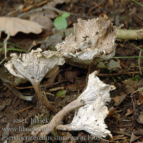 Pseudocraterellus sinuosus ac1709