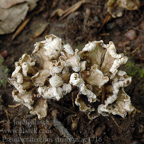 Sinuous Chanterelle Llejkowniczek pełnotrzonowy