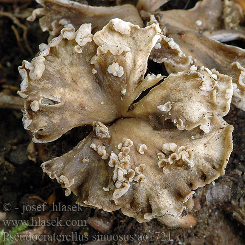 Chanterelle sinueuse Tömöttönkű rókagomba Krause Kraterelle