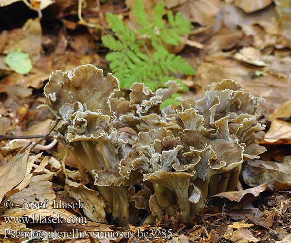 Pseudocraterellus sinuosus be3285