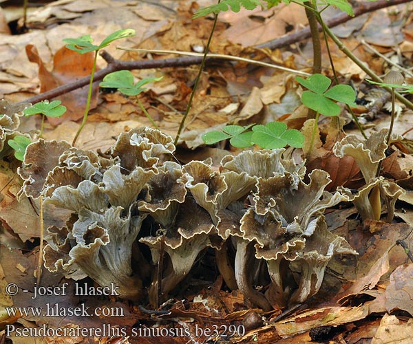 Kruskantareller Pseudocraterellus sinuosus Cantharellus undulatus