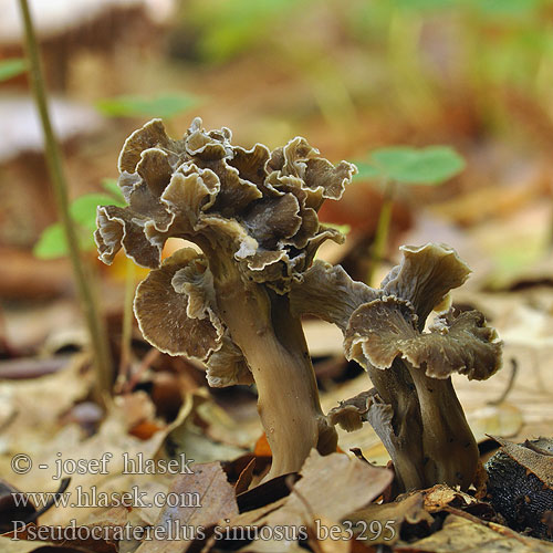 Pseudocraterellus sinuosus be3295