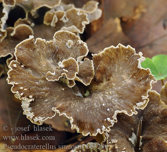 Palievik kučeravý Sinuous Chanterelle Llejkowniczek pełnotrzonowy