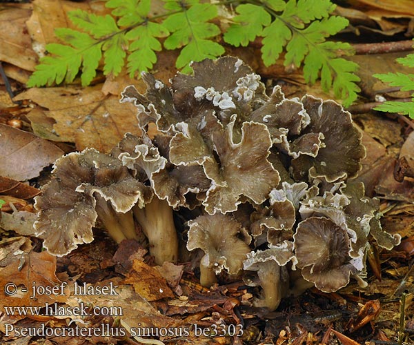 Harmaatorvisieni Chanterelle sinueuse Tömöttönkű rókagomba