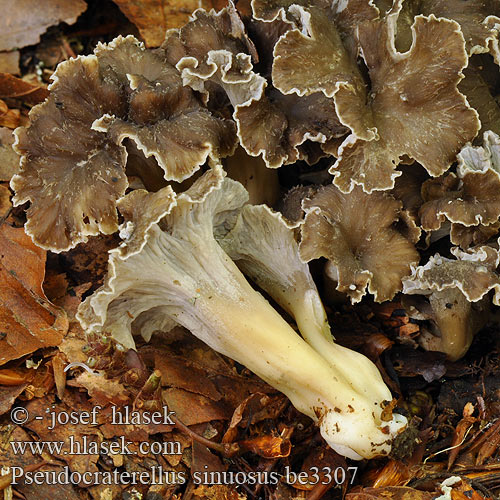 Chanterelle sinueuse Tömöttönkű rókagomba Krause Kraterelle