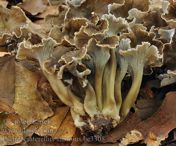 Pseudocraterellus sinuosus be3308