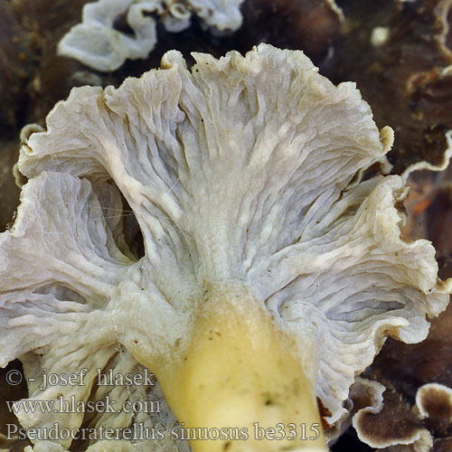 Pseudocraterellus sinuosus be3315