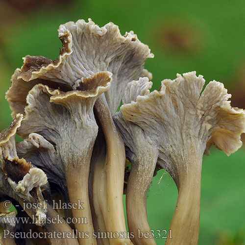 Nagubana patrobenta Kruskantareller Pseudocraterellus sinuosus