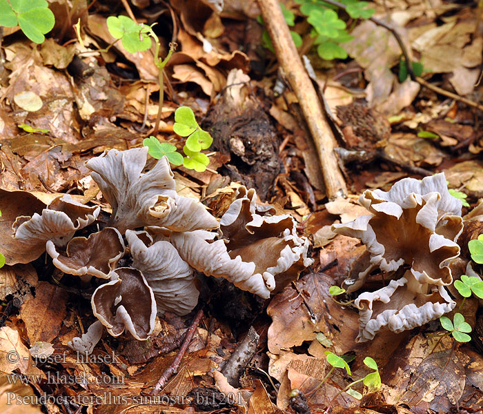 Cantharellus sinuosus Pseudocraterellus undulatus crispus