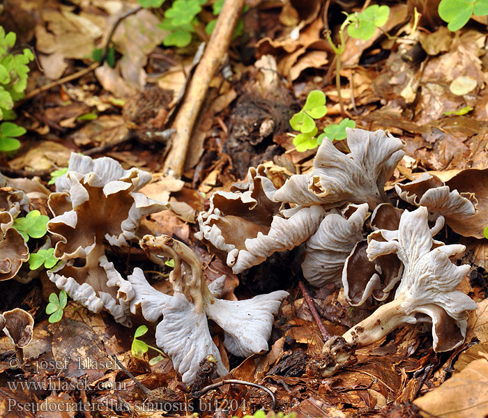 Pseudocraterellus sinuosus bi1204