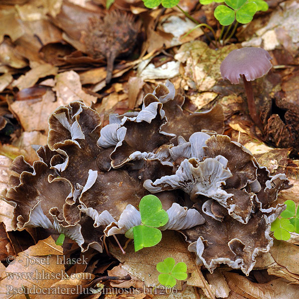 Palievik kučeravý Sinuous Chanterelle Llejkowniczek pełnotrzonowy