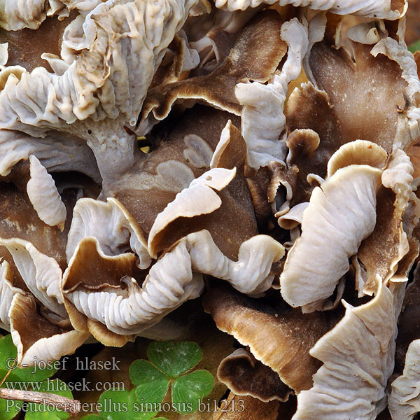 Sinuous Chanterelle Llejkowniczek pełnotrzonowy