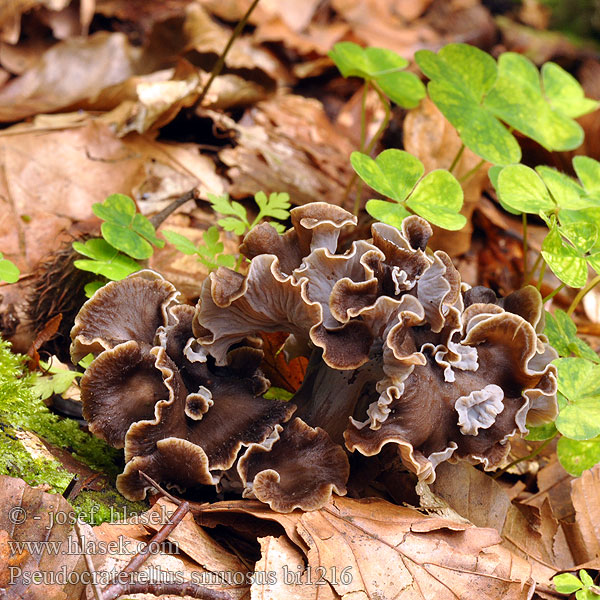 Pseudocraterellus sinuosus bi1216