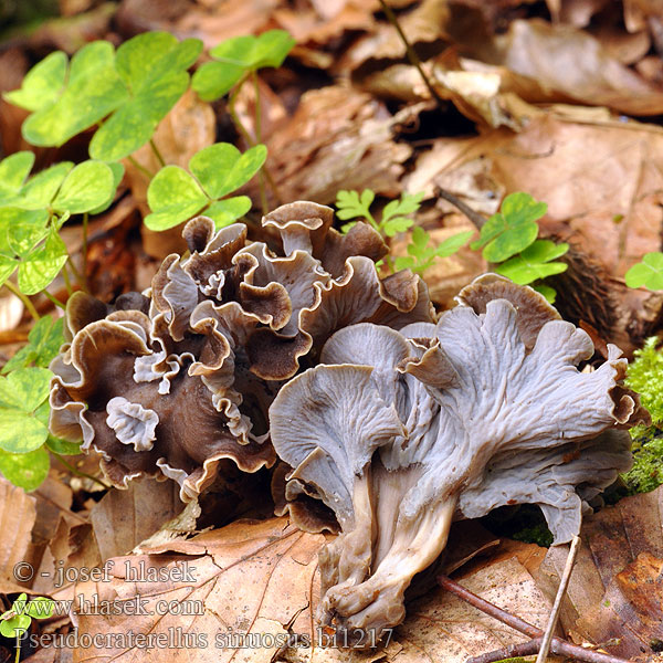 Raukšlėtasis trimitėlis Harmaatorvisieni Chanterelle sinueuse