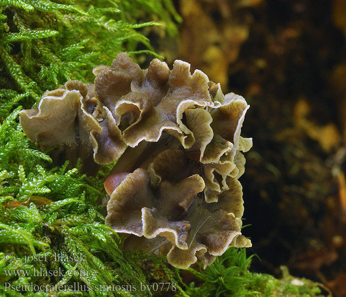 Pseudocraterellus sinuosus Cantharellus undulatus crispus